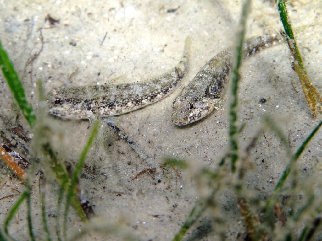 Gobius couchi (Miller & El-Tawil, 1974)